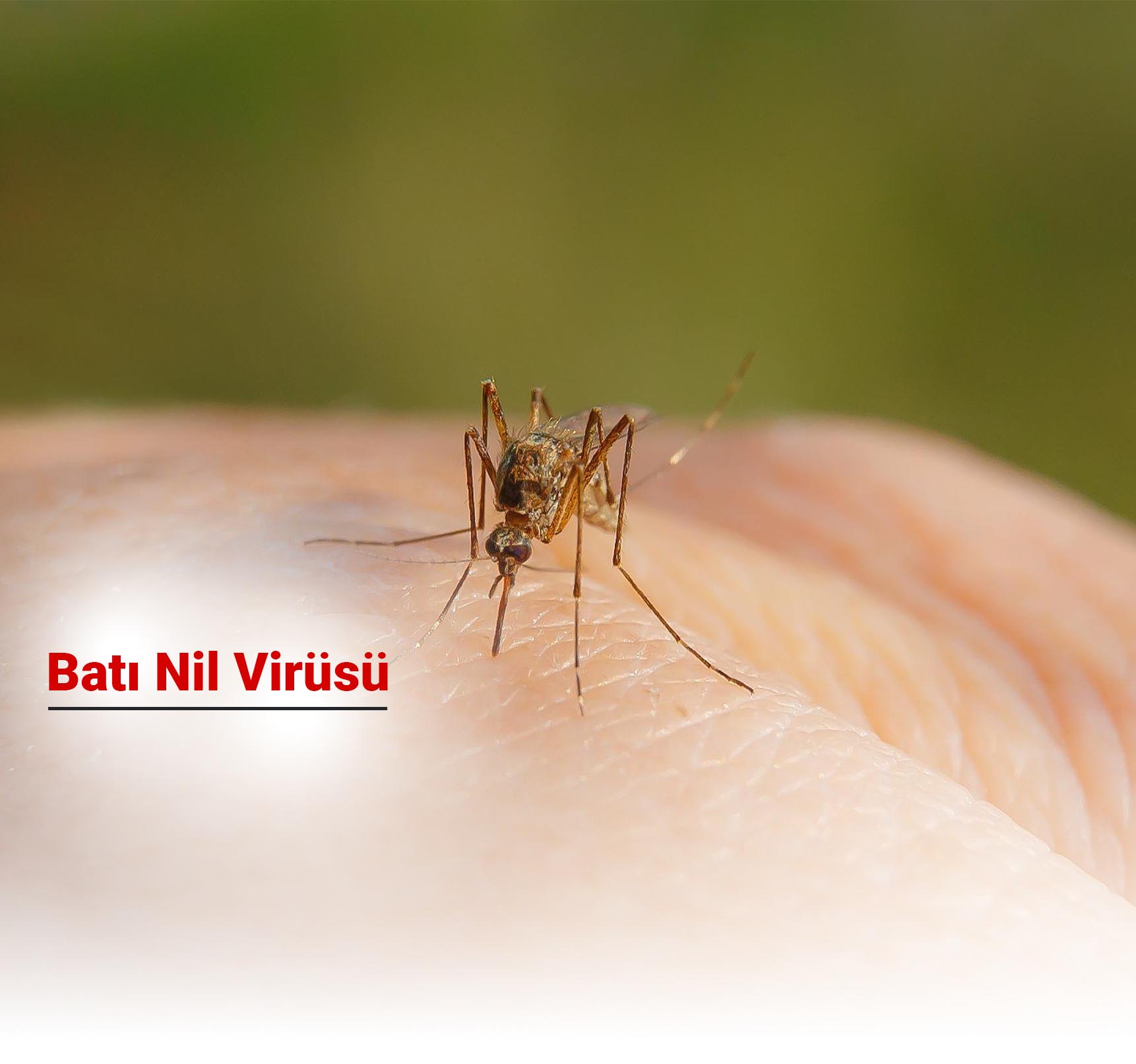 Batı Nil Virüsü Nedir? Nasıl Bulaşır? Tanı ve Tedavi Yöntemleri